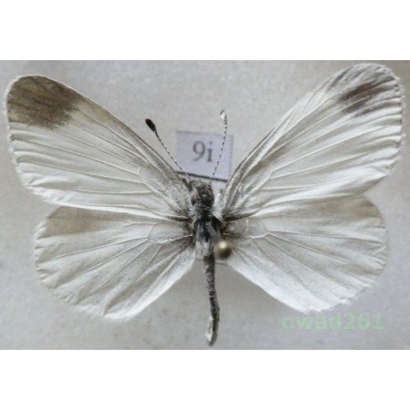 Leptidea sinapis (Linnaeus, 1758) Czech9i